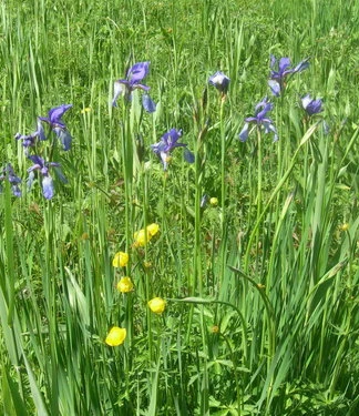 Blumenpracht im Murnauer Moos