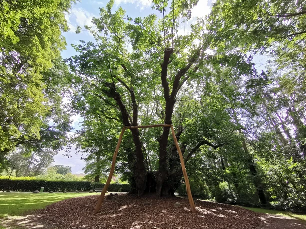 1.000-jährige Linde in Heede – Rekordbaum im Emsland, Sommerlinde dickster Baum Deutschlands ©Emsland Tourismus GmbH (7)