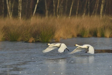Zwergschwäne im Naturpark Bourtanger Moor - Veenland