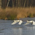 Zwergschwäne im Naturpark Bourtanger Moor - Veenland