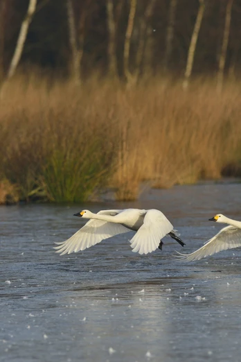 Zwergschwäne im Naturpark Bourtanger Moor - Veenland
