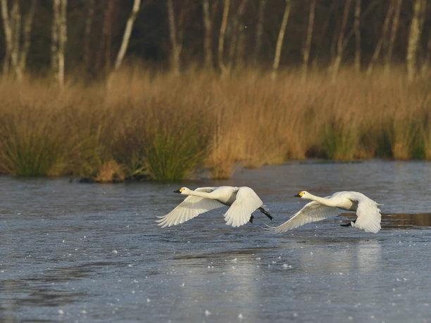 Zwergschwäne im Naturpark Bourtanger Moor - Veenland