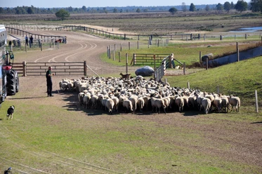 Bargerveen_Schafstall_©BvdH_DSC_0247.JPG