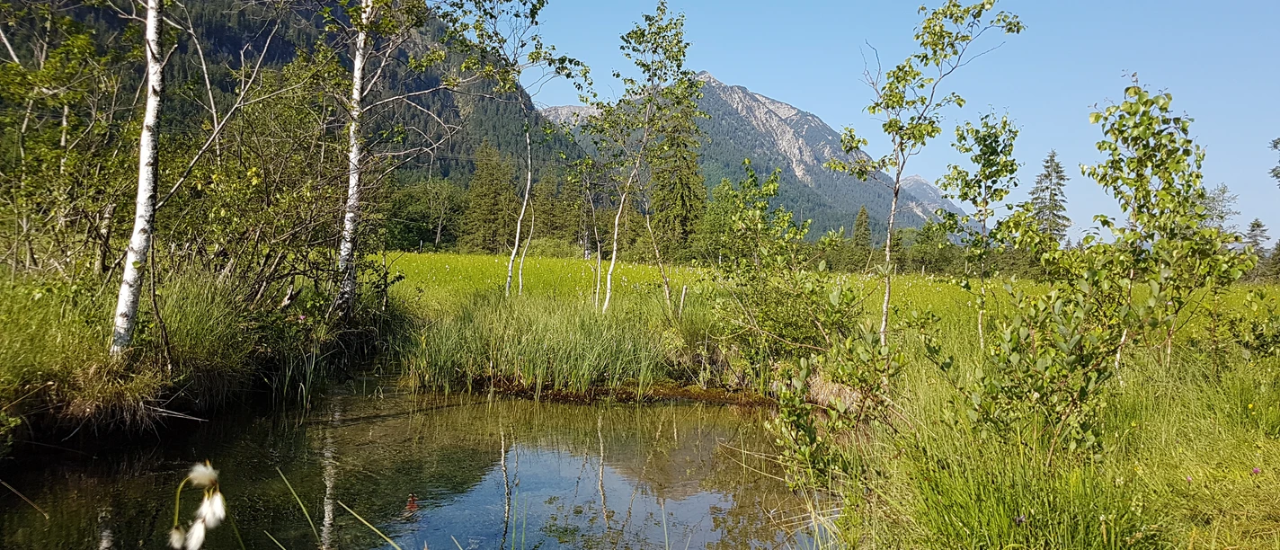 Naturschutzgebiet Ettaler Weidmoos