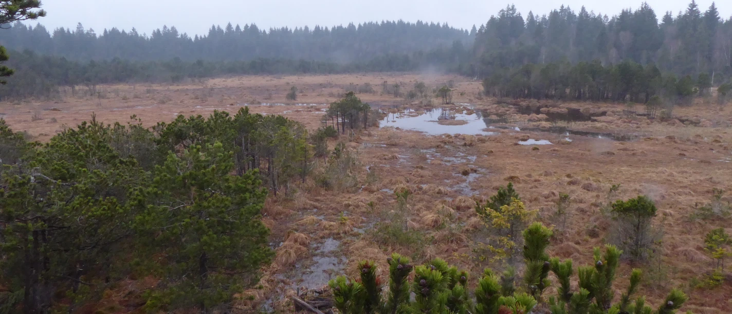 Hochmoor - Naturschutzgebiet Altenauer Moor