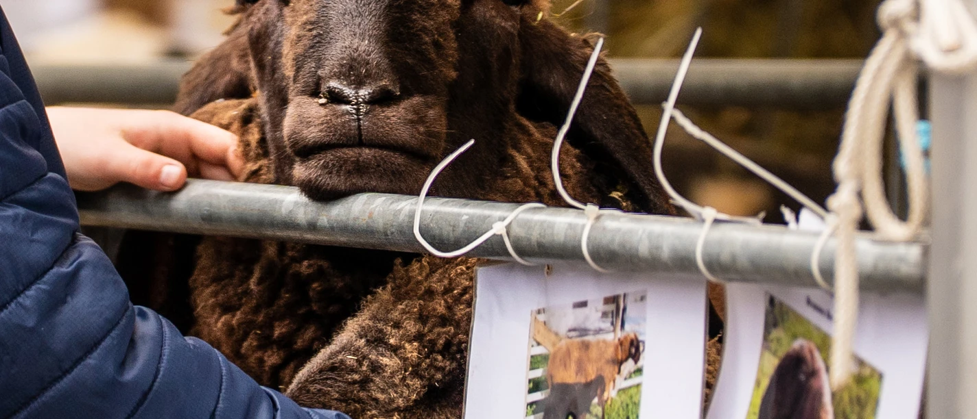 Schaf auf dem Wollmarkt
