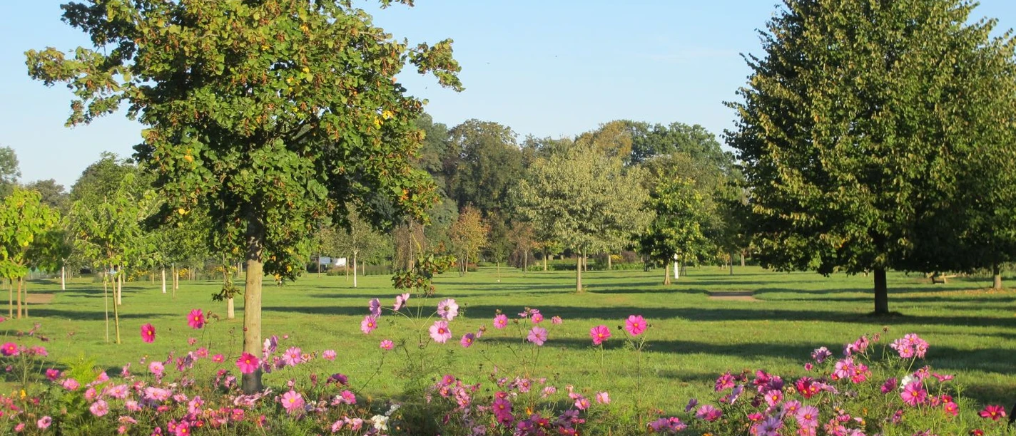 Baumpark Sommer.jpg