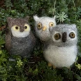 Eulen filzen für Erwachsene