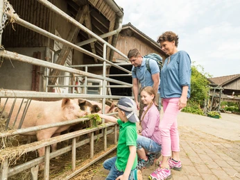 Dai da mangiare ai maiali sull'Hof zur Hellen vicino a Velbert-Neviges Una famiglia osserva due bambini che danno da mangiare a due maiali l'erba attraverso una recinzione in una fattoria.
