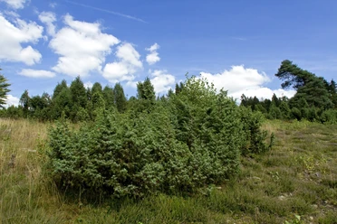 Juniper heath The picture shows a picturesque heath landscape with pine trees against a bright blue sky.
