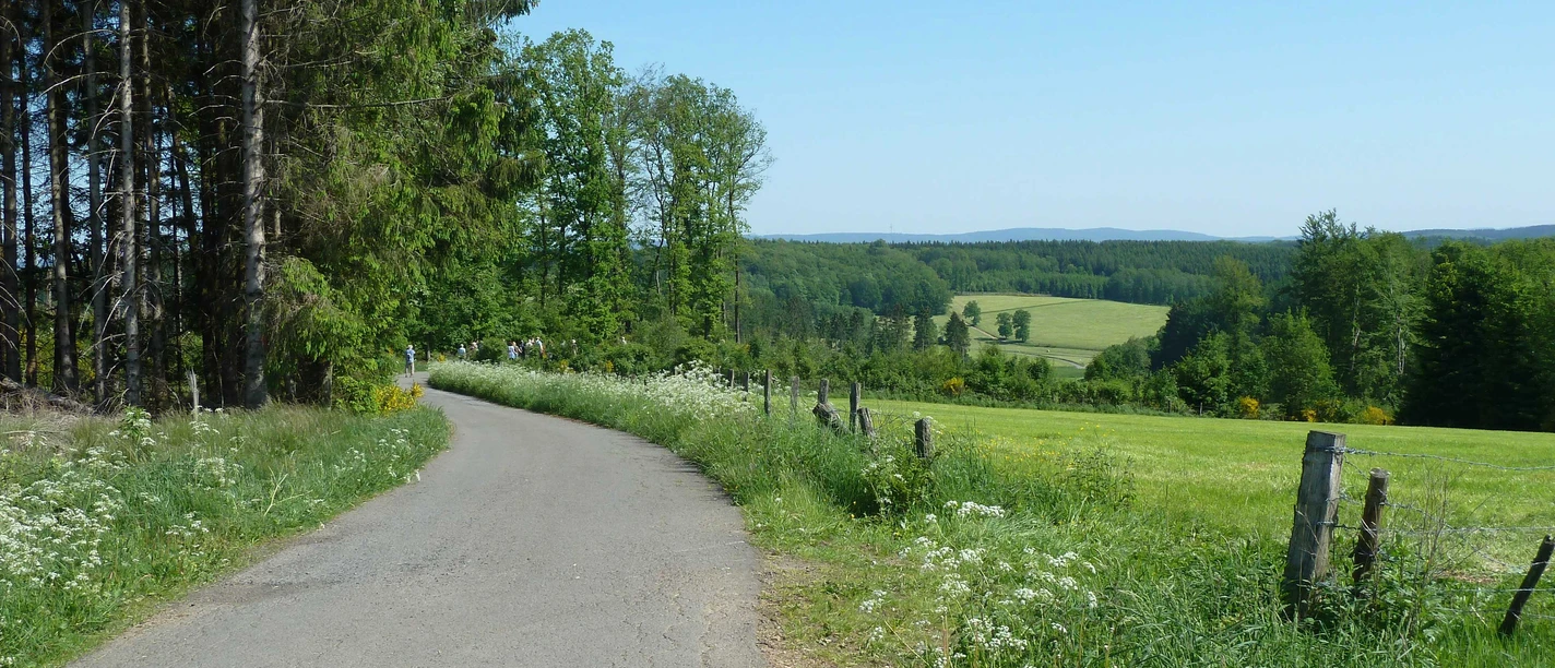Juniper Trail Rural road with flowering meadows and forest in the background under a blue sky.