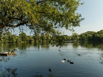 Bassin de la cuisine de l'abbé dans la cuisine de l'abbé MuséesPaysage à Heiligenhaus Étang calme avec des canards nageurs et des arbres luxuriants en arrière-plan sous un ciel clair.