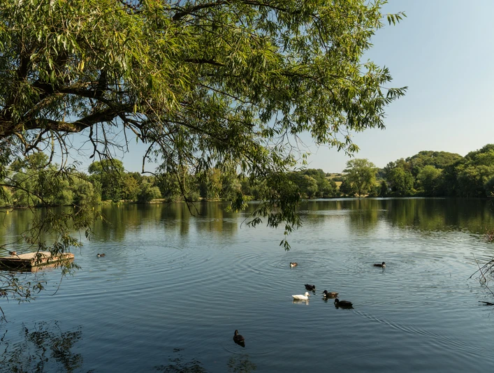Bassin de la cuisine de l'abbé dans la cuisine de l'abbé MuséesPaysage à Heiligenhaus Étang calme avec des canards nageurs et des arbres luxuriants en arrière-plan sous un ciel clair.