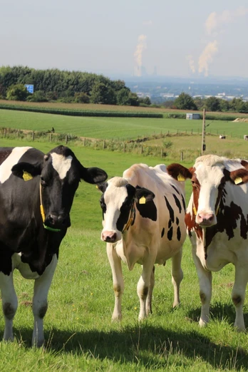 Buen Ellscheid en Haan Cinco vacas se encuentran tranquilamente en un pasto verde con una vista de un paisaje montañoso en el fondo.