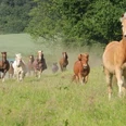 Ecole chevaux à l'alpage, manège familial à Velbert Un groupe de chevaux d'école court joyeusement à travers un pâturage vert entouré d'arbres.