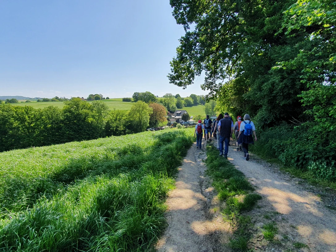 Guided hikes with your companion Hiking group on a field path in a green landscape under clear skies and sunny weather.