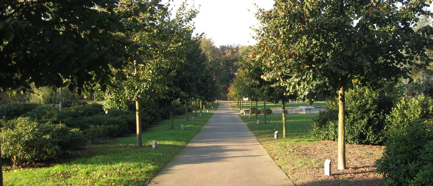 Herminhauspark in Velbert An asphalt sidewalk leads through a tree-lined avenue, flanked by well-kept green spaces.