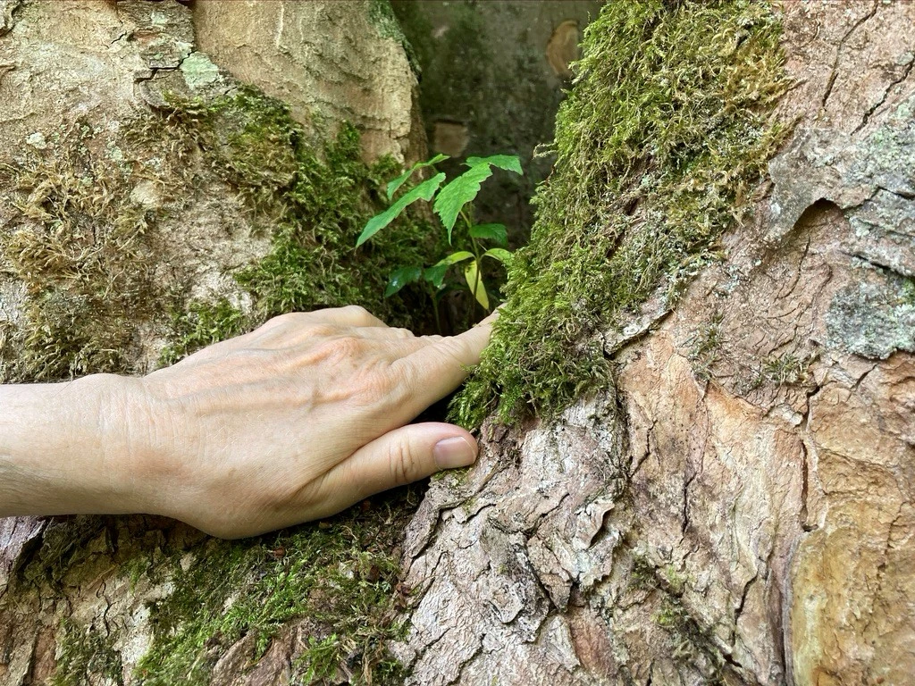 Odejście z Bärbel Troschke-Monka Dłoń delikatnie dotyka pokrytej mchem kory drzewa, między nimi rośnie mały zielony liść.