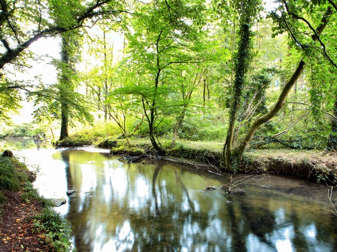 Angertal a Ratingen Un tranquillo ruscello scorre attraverso una rigogliosa area boschiva verdeggiante nell'Angertal di Ratingen.