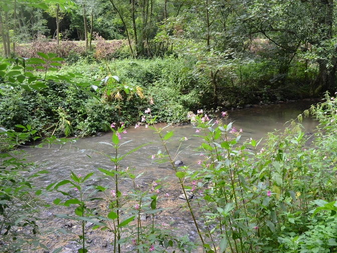 Yürüyüş yolunun yakınındaki dere Ormanlık bir alanda yemyeşil bitki örtüsü ve pembe çiçekli bitkilerle çevrili bir dere.
