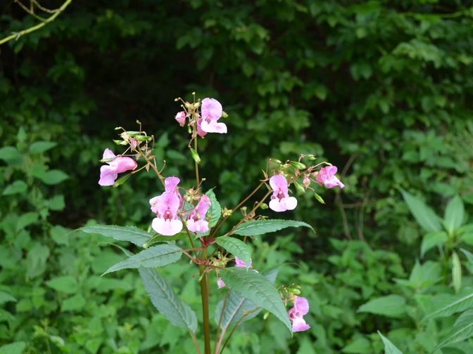 Piante da fiore vicino al sentiero Piante dai fiori rosa con fogliame vivace, circondate da una fitta vegetazione lungo il sentiero escursionistico.
