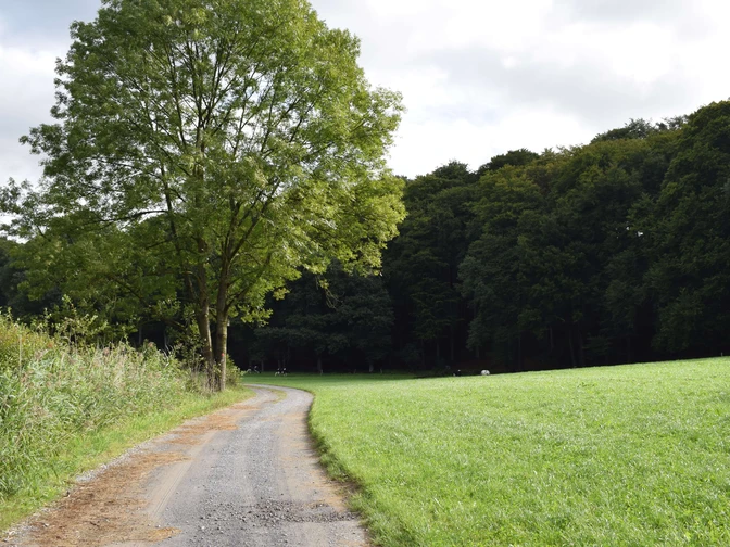 Sentiero escursionistico a Ratingen Uno stretto sentiero asfaltato attraversa prati verdi e alberi. Sullo sfondo si vede una foresta.