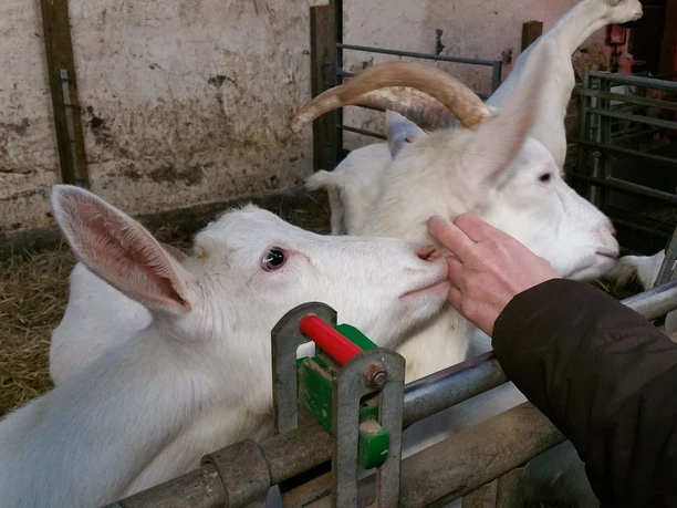 farm tour Two white goats are eating hay in a stable, one of them is being gently stroked by a hand.
