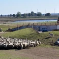Schapenboerderij Bargerveen