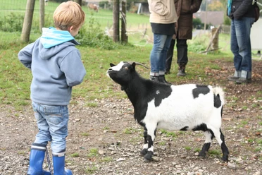 Farm Adventure World A child in blue clothing stands on a farm and curiously looks at a black and white goat.