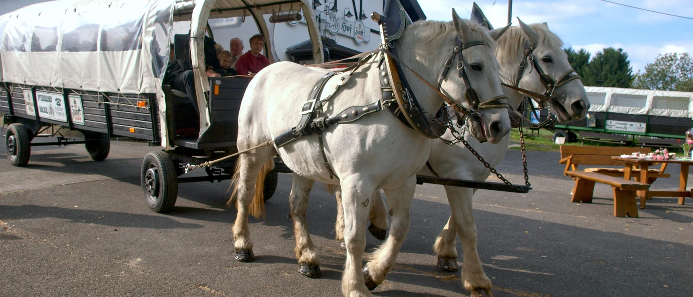 Hacke Paardenboerderij Twee witte paarden trekken een overdekte koets over een landweggetje in de buurt van een vakwerkhuis.
