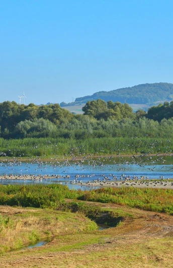 bird swarm Flock of birds over the Leinepolder nature reserve.