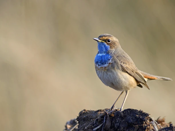INP_Blauwborst_ErhardNerger_EN141166a.JPG