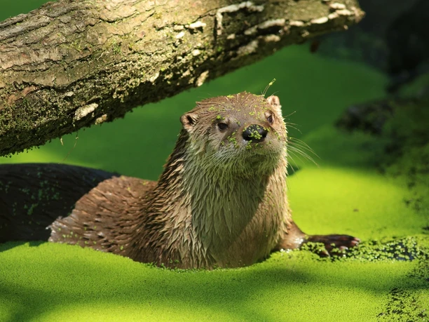 Otter Wildlife Park Edersee