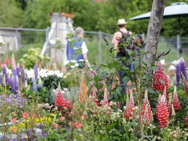 "Jrön un Jedön" Kleurrijke bloemperken met bloeiende lupinen, op de achtergrond bezoekers in een zomertuin.