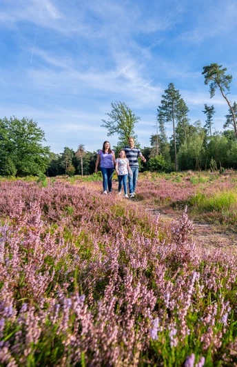 Çiçek açan Hildener Heise'de yolda Bir grup insan, mor funda çiçekleriyle dolu bir tarlanın içinden geçen bir patikada yürüyor.