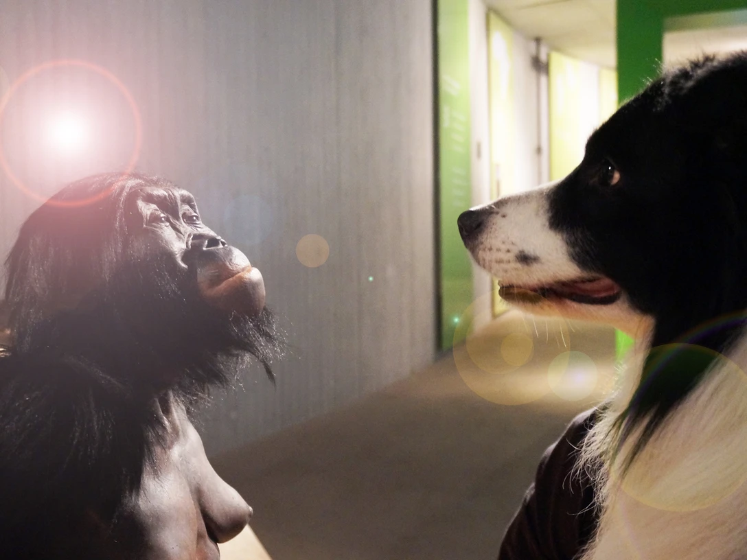 DoggyDay en el Museo Neandertal Una figura de un perro y un chimpancé se miran atentamente en el Museo Neandertal.