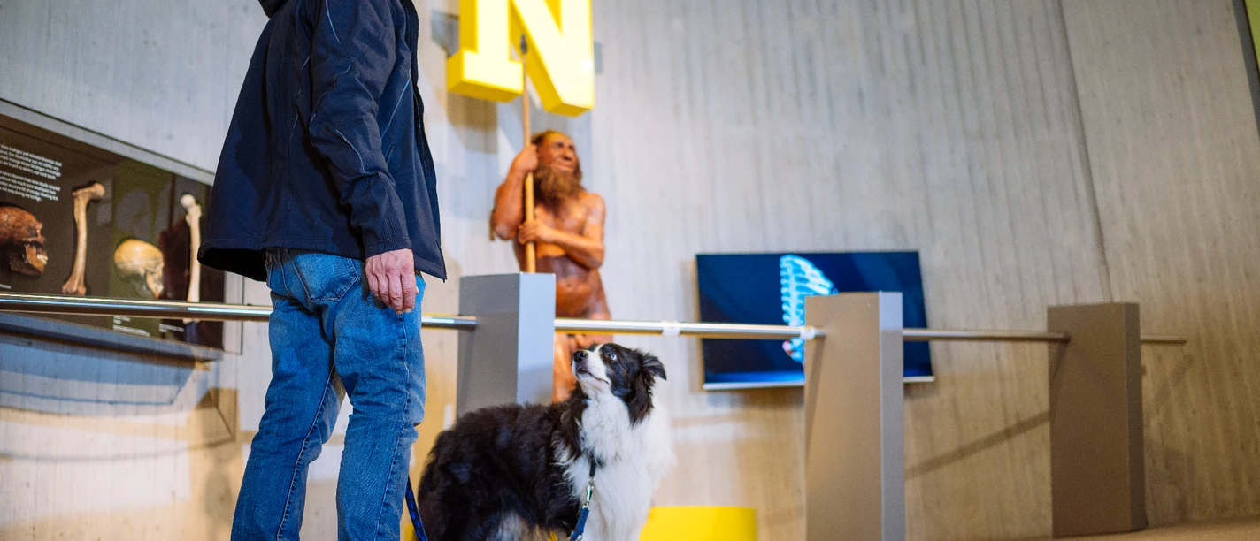 Doggy Tour - Guided tour with dogs at the Neanderthal Museum Guided tour of the Neanderthal Museum: Person with dog in front of exhibit, historical atmosphere.
