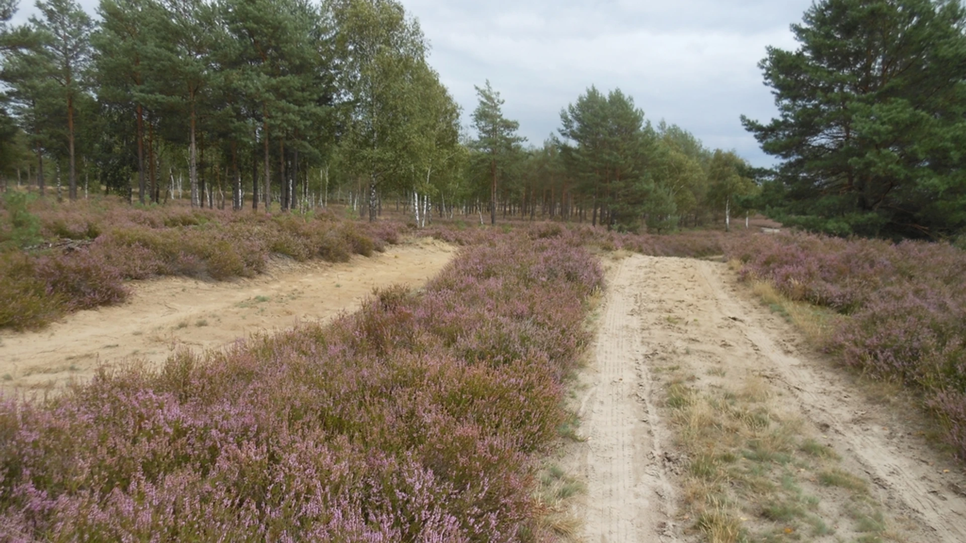 Durch die Gartower Tannen bis zur Nemitzer Heide Durch die Gartower Tannen bis zur Nemitzer Heide