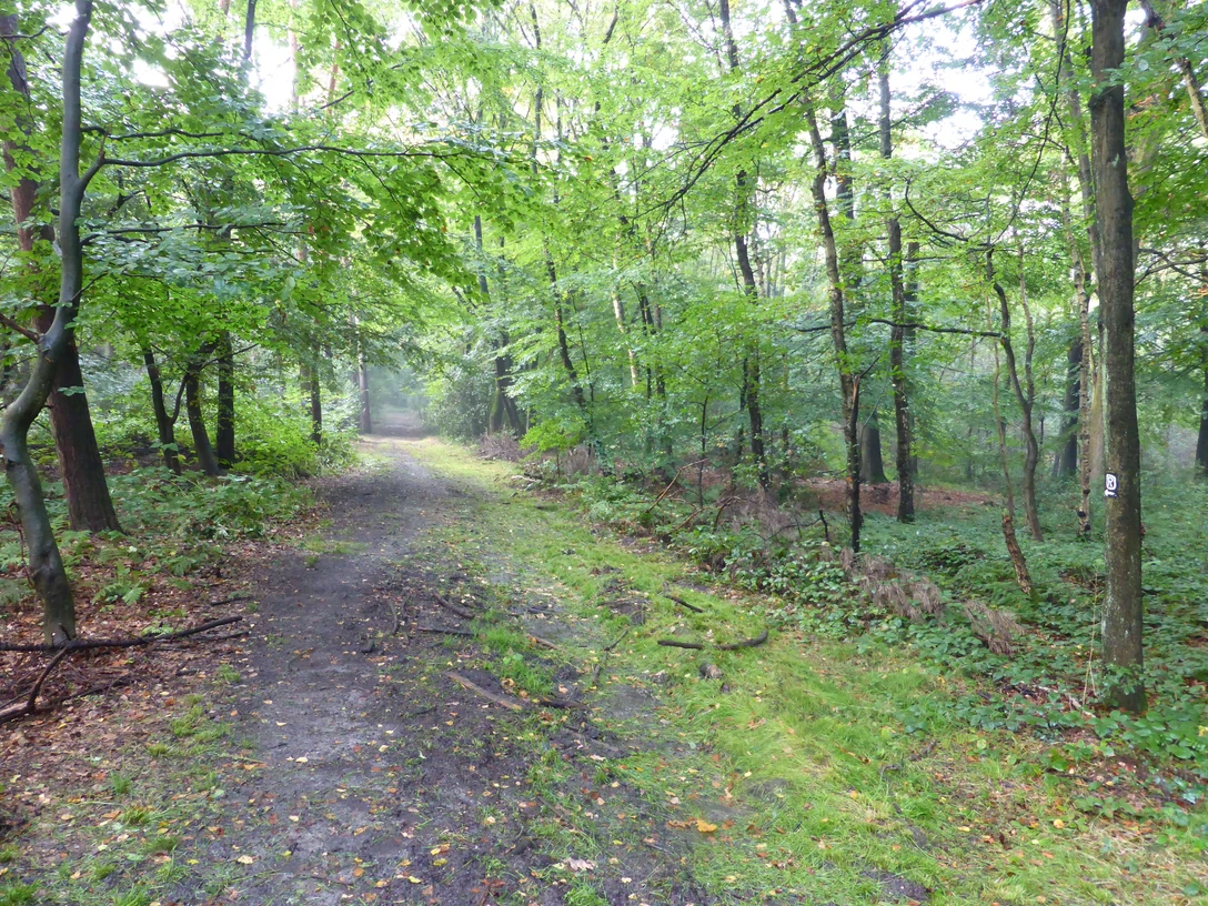 "Lintorfer Mark'taki Quellenhang" doğa koruma alanı Lintorfer Mark doğa koruma alanındaki ormanlık alandan dar, ağaçlarla çevrili bir patika geçiyor.