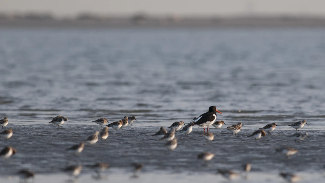 Sanderlings, Red Knots, and Oystercatchers