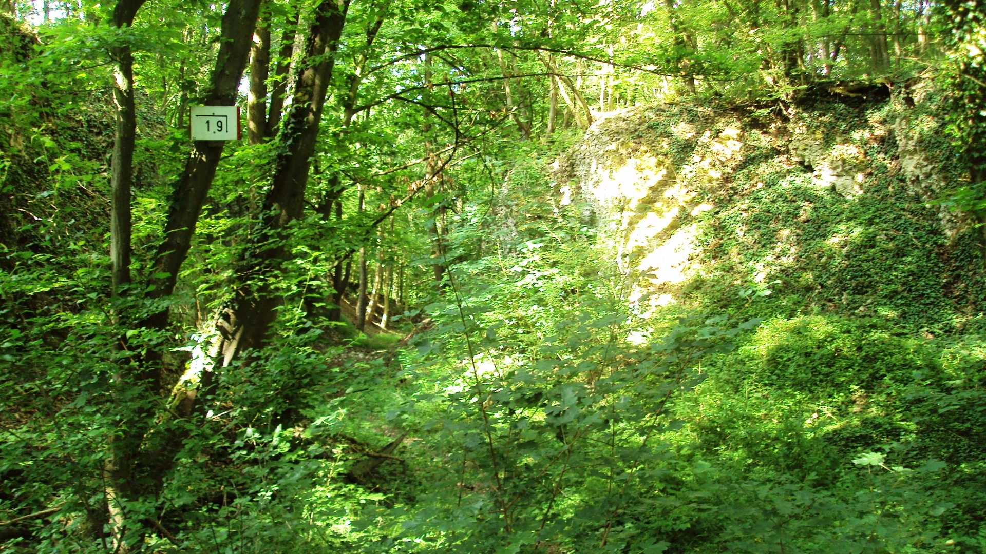 Fuchsberg und Beinumer Wald