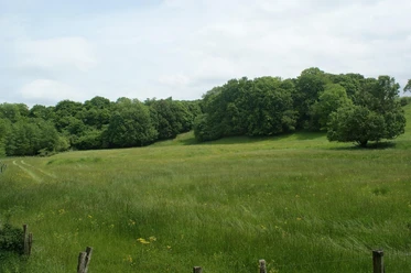 Local recreation area forest meadow