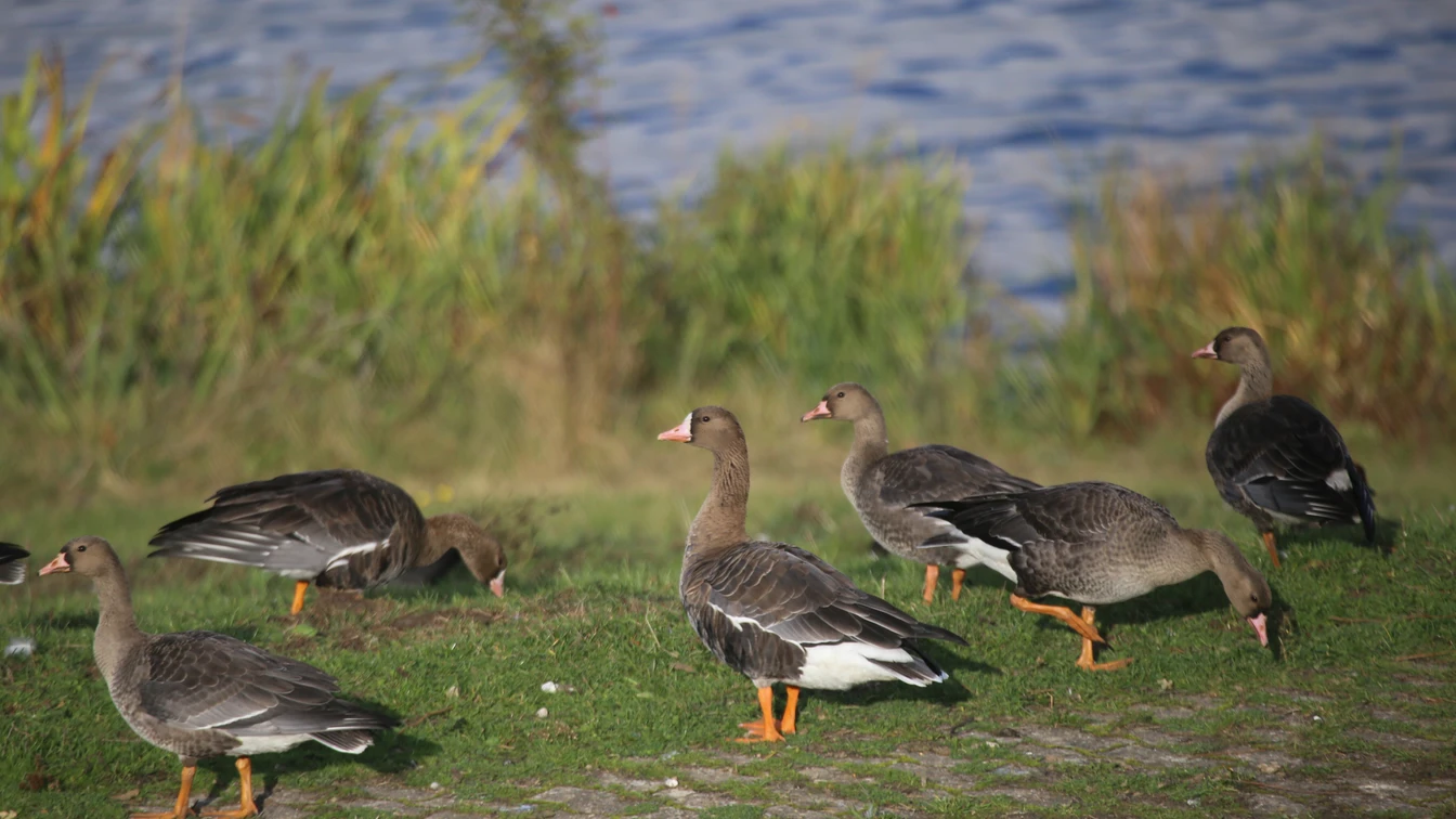 Vogelkundliche Führung "Die Rast- und Wintervögel am Alfsee"