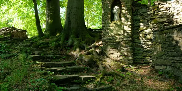 Zu sehen ist eine Treppe im Klosterpark. Sie führt nach oben und ist von Bäumen umgeben.