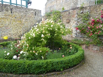 Rose Garden in Battenberg (Eder) You see a round flower bed with white roses, bordered by a low, green hedge and situated in front of an old stone wall.