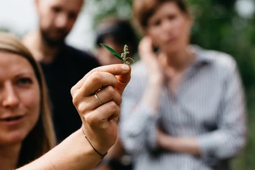 Large wild herb hike A hand holds a small wild herb plant; people can be seen blurred in the background.