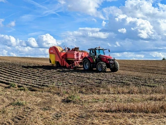 Cosecha de patatas en la granja de patatas y truchas de Schreiber en Ratingen. Cosecha de patatas con un tractor rojo y una cosechadora en un campo de Ratingen bajo un cielo azul.