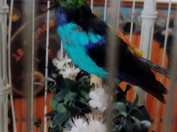 Colorful mechanical bird in a white cage with flowers in the barrel organ museum