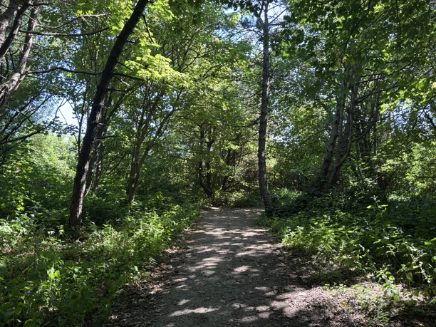 Waldweg am Hörnumer Leuchtturm