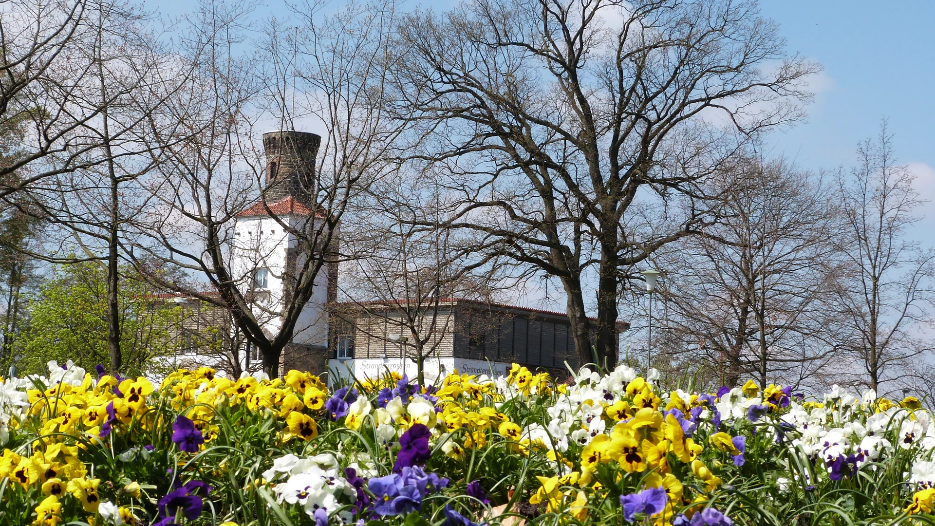 Ein Blumenmeer aus bunten Stiefmütterchen im Vordergrund, mit einem Turm und kahlen Bäumen dahinter.